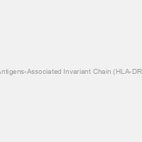 HLA-DR Antigens-Associated Invariant Chain (HLA-DR) Antibody